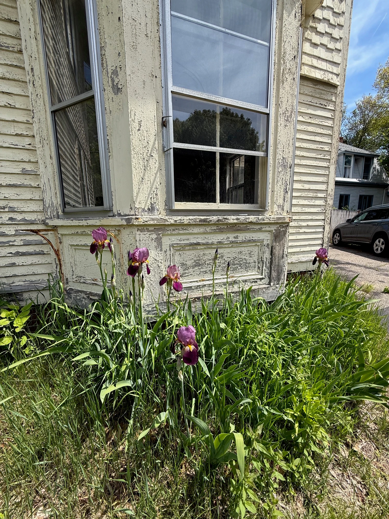 Irises growing against the worn bay window